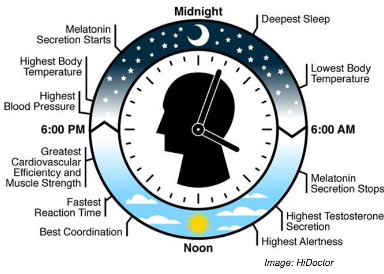Circular 24-hour body clock diagram marking melatonin secretion, deepest sleep, lowest body temperature, highest alertness, fastest reaction time, and other daily peaks