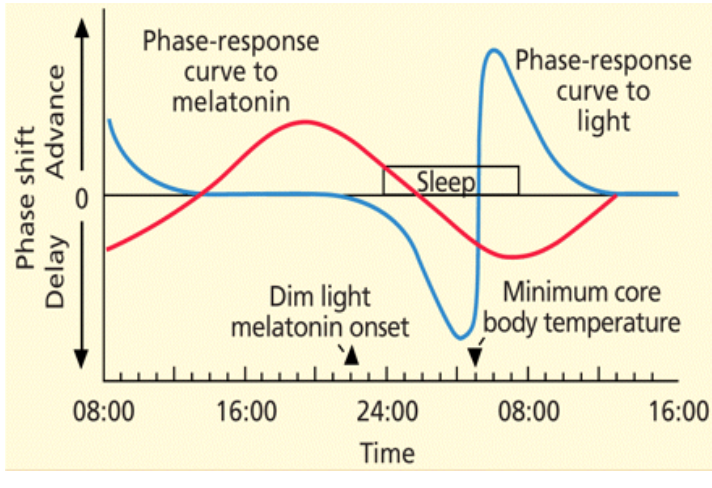 Graph of the human phase response curves to light and to melatonin over a 32-hour span, showing advance and delay zones around sleep, dim light melatonin onset, and minimum core body temperature