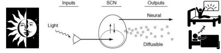 Diagram: light enters the eye and signals the SCN, whose neural and diffusible outputs drive the sleep and wake cycle